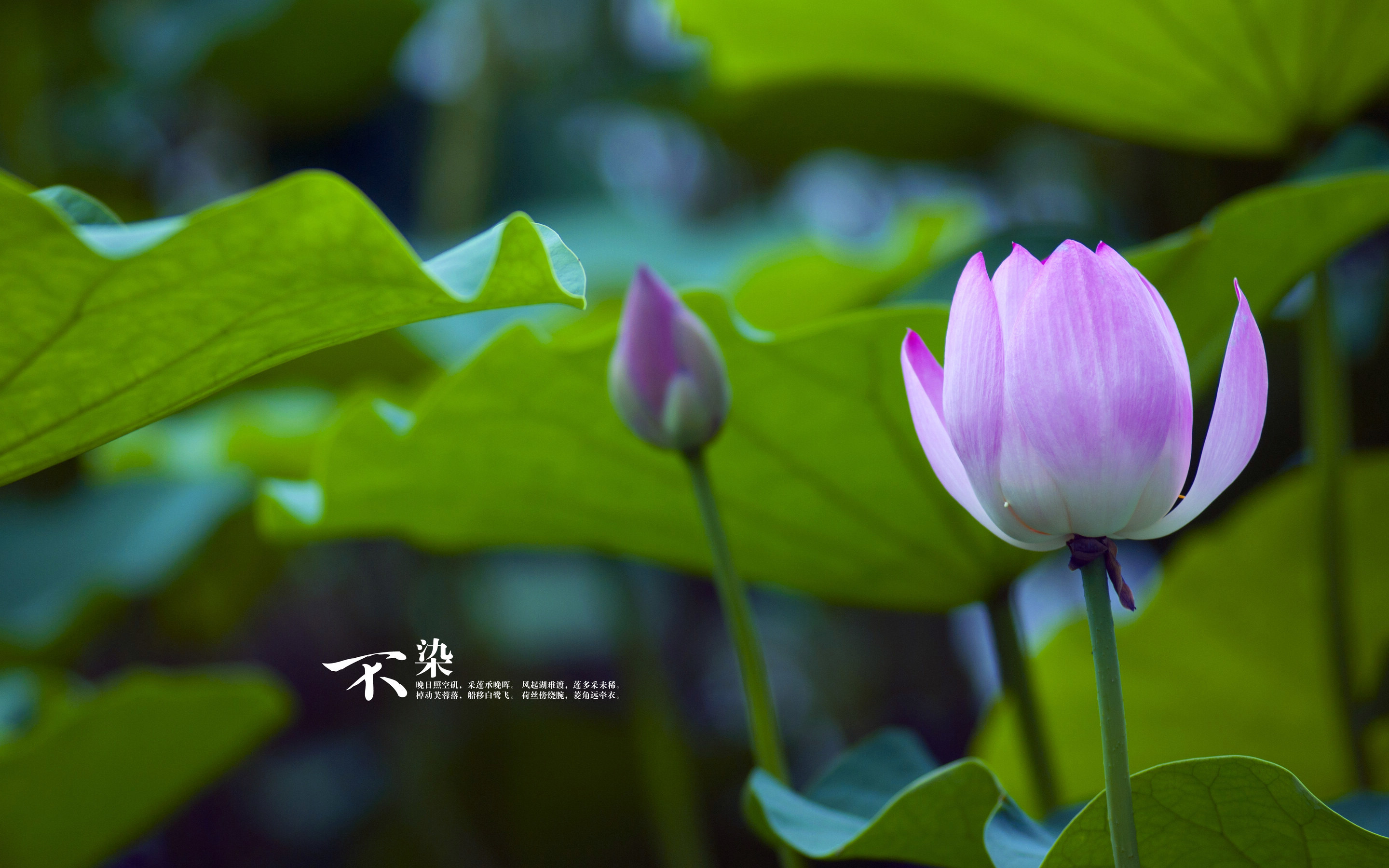 管家婆三期必中一期的人物1